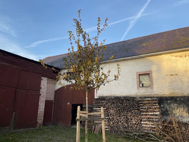 Im Innenhof wurde als Mittelpunkt eine Mistel gepflanzt. Im Hintergrund sieht man die Scheune.